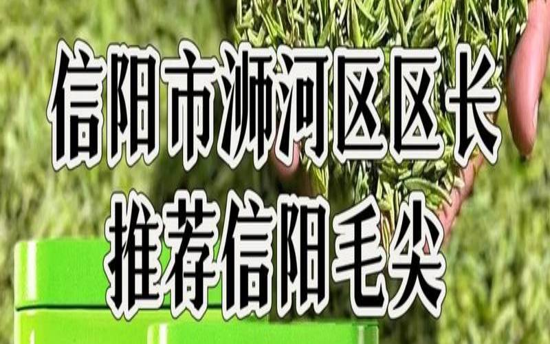 信阳毛尖特性,什么是毛尖茶叶