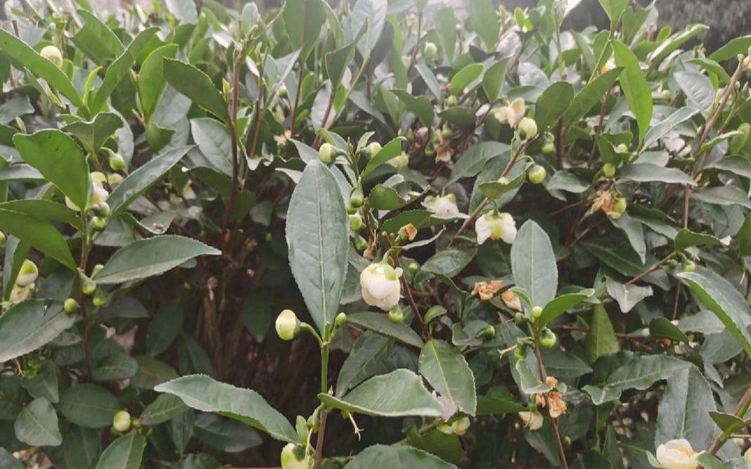 非洲茶树家里养好吗,茶花是茶树开的花吗 非洲茶树家里养好吗,茶花是茶树开的花吗