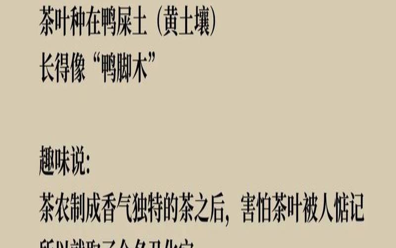 凤凰单枞茶鸭屎香介绍,鸭屎香凤凰单丛是什么茶