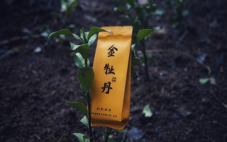 武夷野生金牡丹价格 武夷野生金牡丹价格