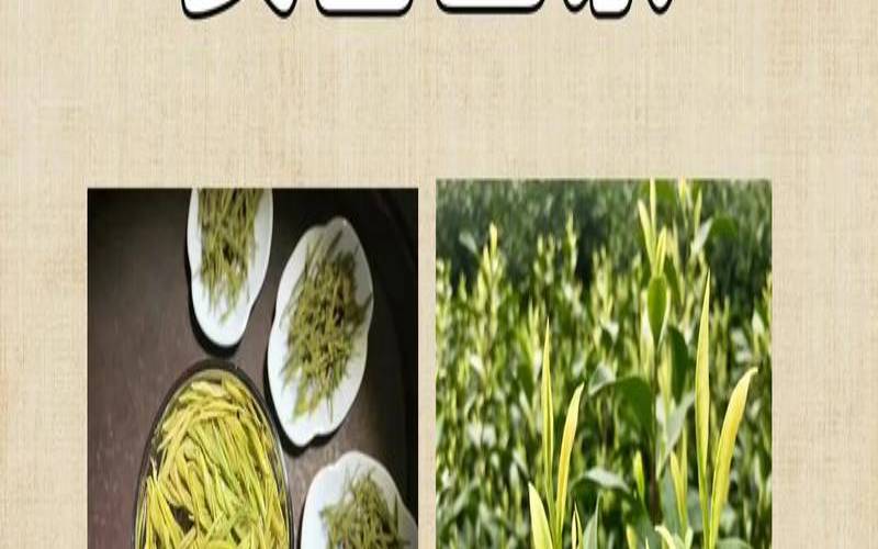 安吉白茶口感特点是什么,浙江安吉白茶简介 安吉白茶口感特点是什么,浙江安吉白茶简介