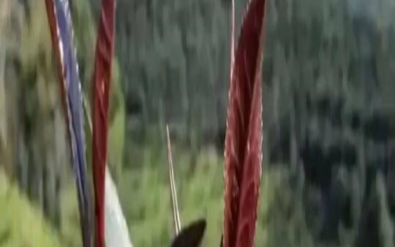 紫娟普洱是生茶还是熟茶,黑紫娟普洱茶 紫娟普洱是生茶还是熟茶,黑紫娟普洱茶