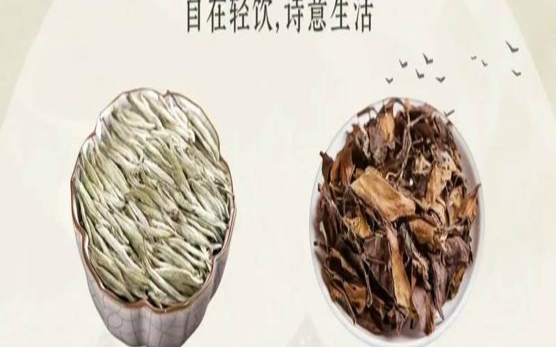 白茶主产地在哪里,福鼎白茶属于什么茶类 白茶主产地在哪里,福鼎白茶属于什么茶类