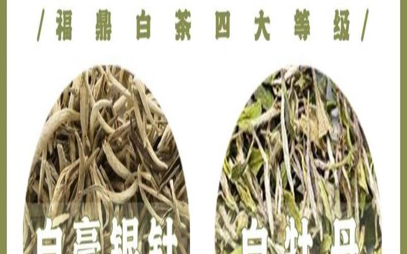 白茶的香气特点是什么,白毫银针的口感和香气