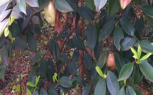 茶树变异茶叶叫什么,茶花果实图片 茶树变异茶叶叫什么,茶花果实图片
