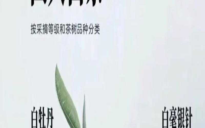 福鼎白茶与政和白茶哪个好,政和白茶口感