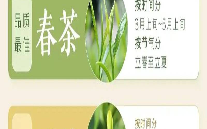 茶叶春茶与秋茶有什么不同,雪翼茶十大功效