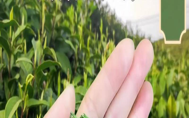 贵州省茶叶协会副会长,贵州的茶叶哪的最好 贵州省茶叶协会副会长,贵州的茶叶哪的最好