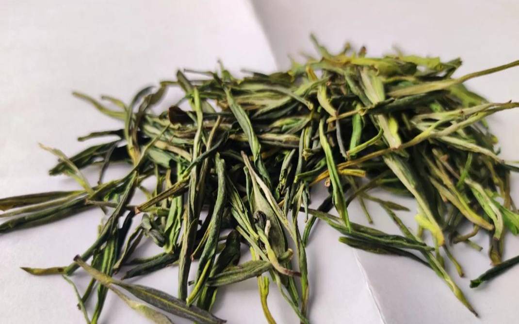 安吉白茶好还是福鼎白茶好,浙江白茶哪里产的最出名 安吉白茶好还是福鼎白茶好,浙江白茶哪里产的最出名