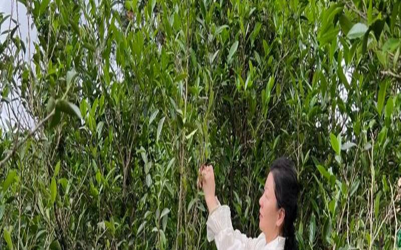 乌龙茶的采摘方法,茶的采摘及制作流程 乌龙茶的采摘方法,茶的采摘及制作流程