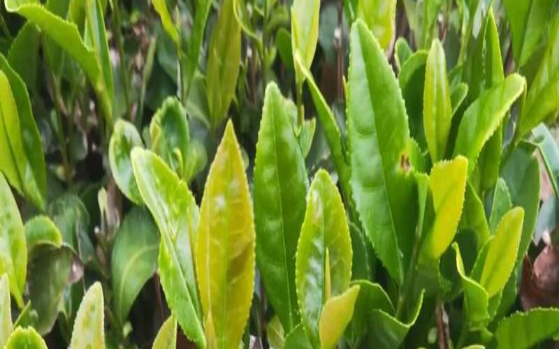 茶叶有兴奋神经的作用吗,中枢神经兴奋的表现 茶叶有兴奋神经的作用吗,中枢神经兴奋的表现