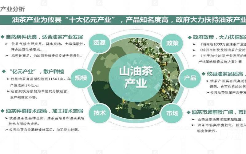 湖南油茶产业发展规划,湖南油茶品种介绍 湖南油茶产业发展规划,湖南油茶品种介绍