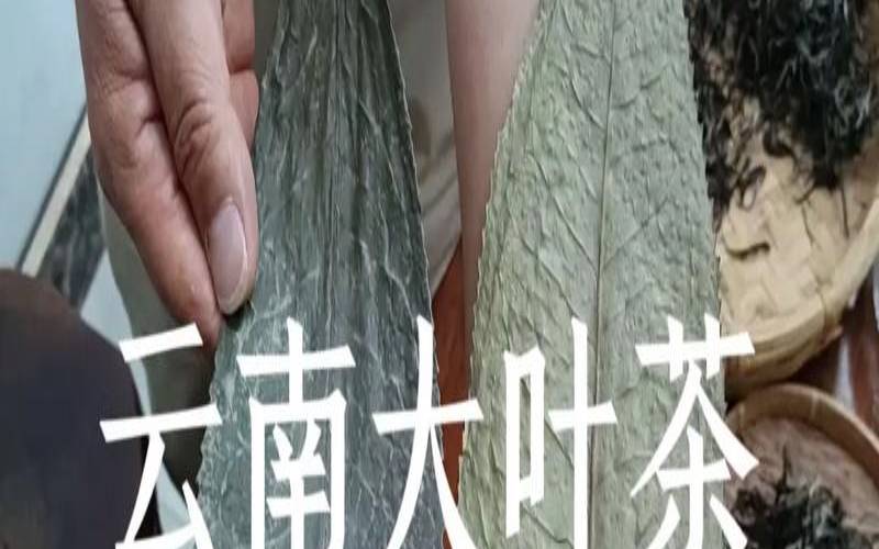 叶子很大的茶叶是什么茶,大叶的茶叶是好茶叶吗