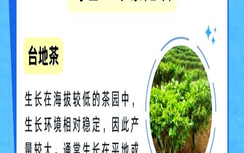 台地茶和乔木茶的区别,台地茶能喝吗 台地茶和乔木茶的区别,台地茶能喝吗