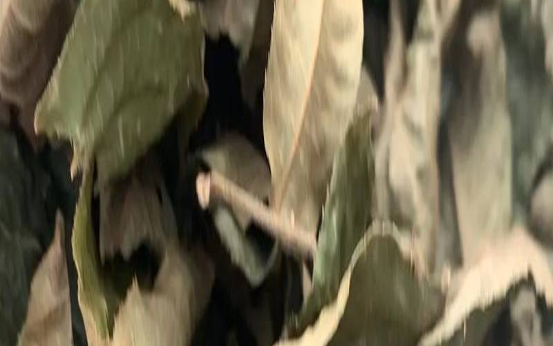 青钱柳叶茶有降血糖作用吗,青钱柳能降血压吗