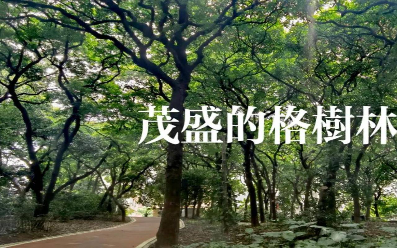 千年古树背后的故事,古代树森林古龙的痕迹在哪 千年古树背后的故事,古代树森林古龙的痕迹在哪