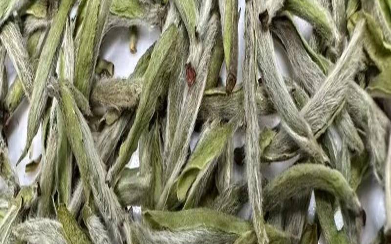 白茶是越陈越好吗,白茶新茶好还是陈茶好