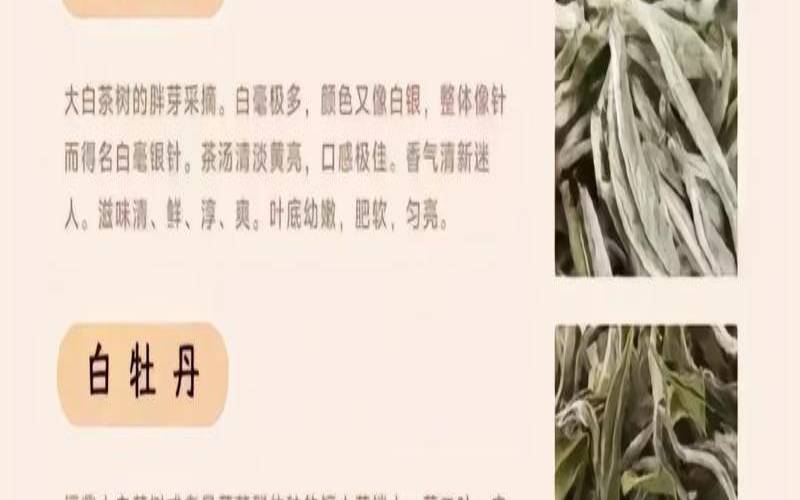 白茶的药用功能和保健功能,白茶的药用功效 白茶的药用功能和保健功能,白茶的药用功效