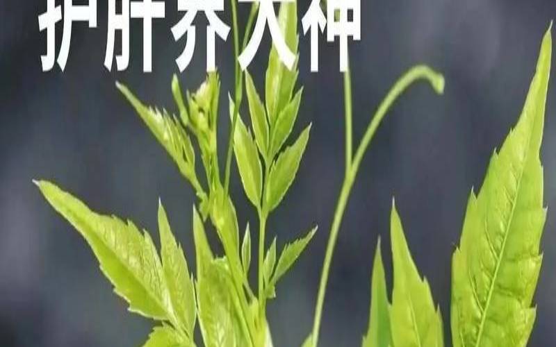 野生茶对身体有什么好处,高山野生茶对身体的好处