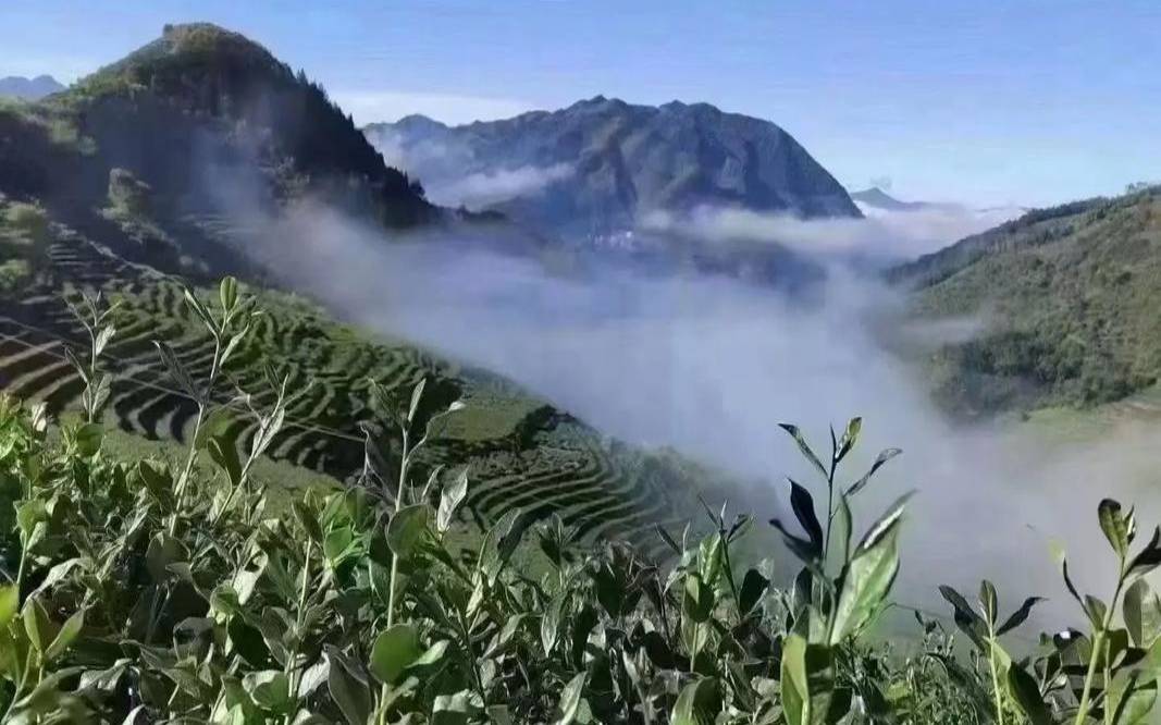 安溪哪里有茶园,安溪铁观音茶园图片 安溪哪里有茶园,安溪铁观音茶园图片
