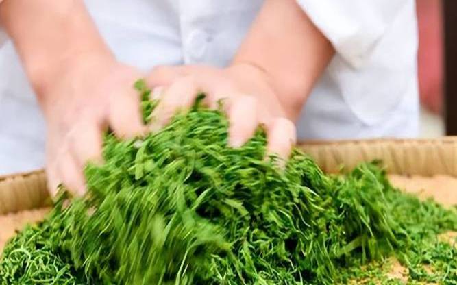茶叶如何搓捻茶叶如何捻揉,茶叶揉捻是什么意思 茶叶如何搓捻茶叶如何捻揉,茶叶揉捻是什么意思