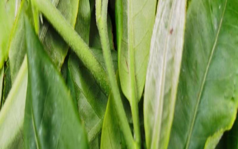 一棵普洱茶树产多少斤茶叶,茶叶每亩产量多少斤