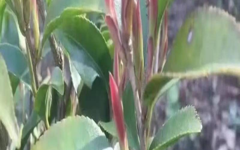云南紫芽孢茶的功效作用,云南紫茶有什么功效
