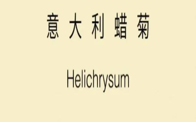 意大利蜡菊有什么功效