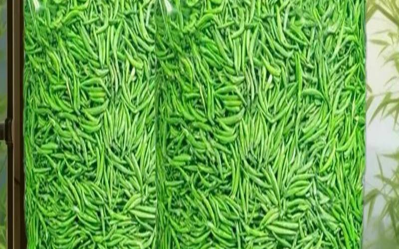 雀舌茶是什么茶,雀舌茶是什么茶品种 雀舌茶是什么茶,雀舌茶是什么茶品种