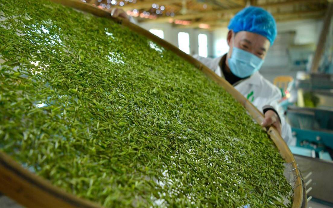 湖北恩施有哪些茶叶加工厂,湖北今年恩施茶叶工厂信息 湖北恩施有哪些茶叶加工厂,湖北今年恩施茶叶工厂信息