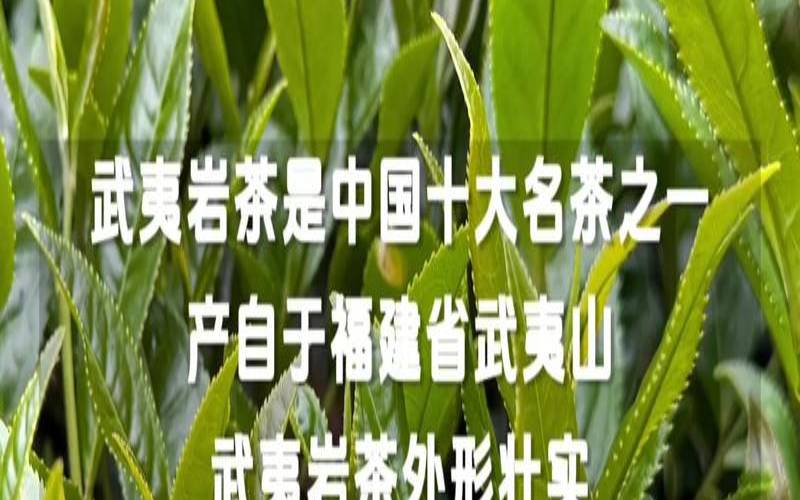 武夷山一亩茶园,武夷山茶文化介绍 武夷山一亩茶园,武夷山茶文化介绍