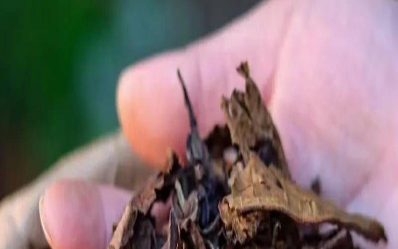白茶水能喝药吗,喝白茶会解药性吗