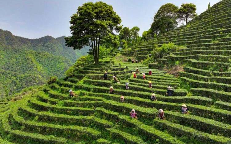 大埔县茶叶种植面积,梅州有什么茶叶