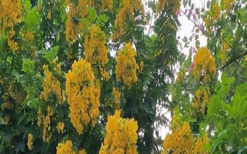 黄花槐与决明子的区别,决明子有什么功效 黄花槐与决明子的区别,决明子有什么功效