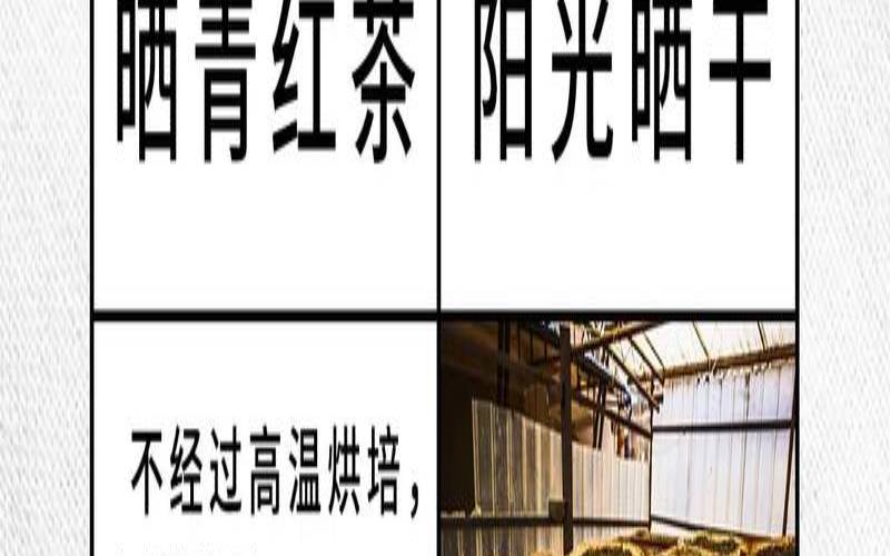 茶叶晒青与炒青区别大吗,茶叶炒青好还是烘青好