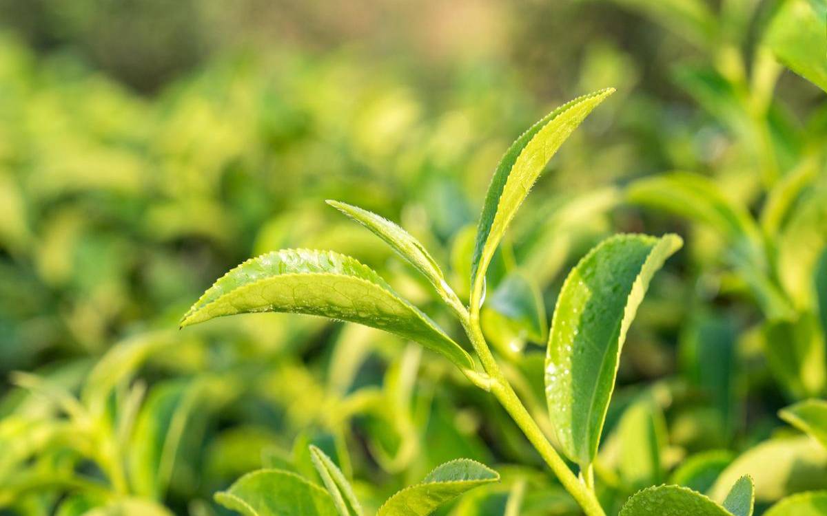 小叶片的茶叶有哪几种,茶叶叶子图片 小叶片的茶叶有哪几种,茶叶叶子图片