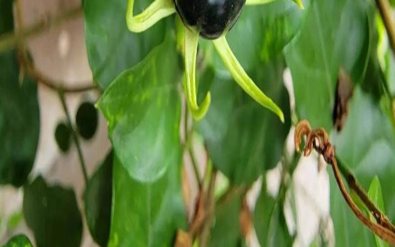 茉莉花造假，茉莉花真假分辨