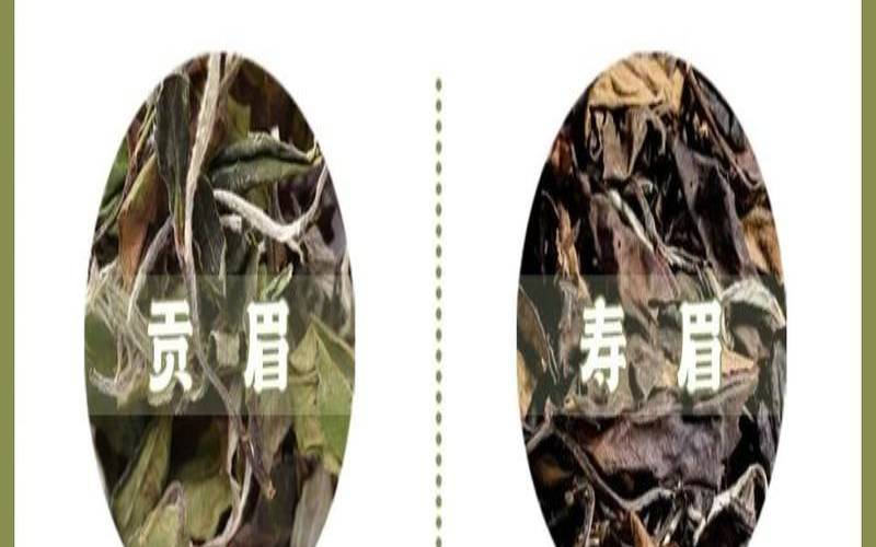 福鼎白茶老寿眉的口感,福鼎白茶牡丹的功效与作用