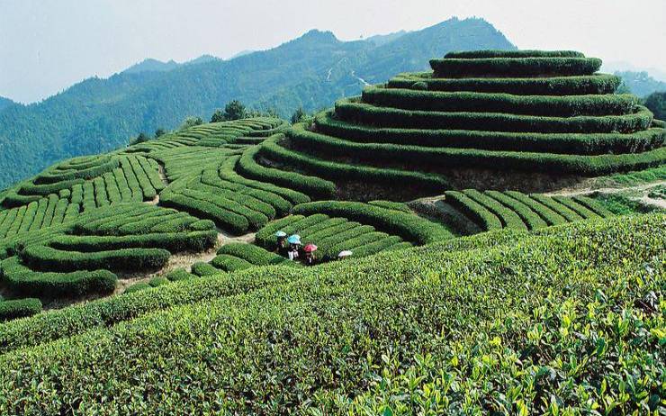 福建茶叶之乡是哪里,福建的茶叶品种 福建茶叶之乡是哪里,福建的茶叶品种