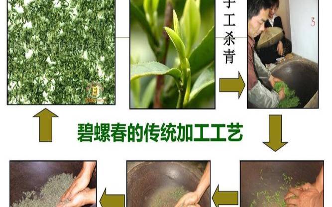 碧螺春的制作工艺流程,碧螺春茶叶图片