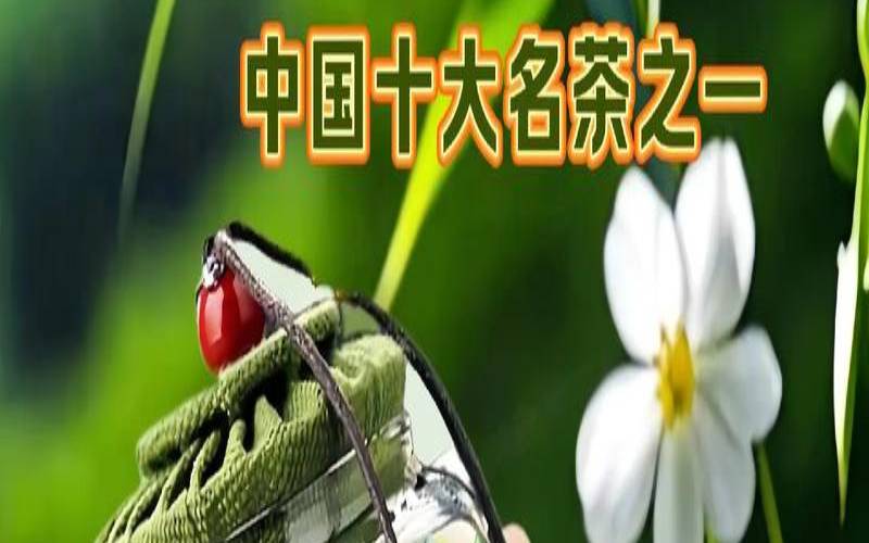 六安瓜片核心产地在哪里,六安瓜片产地在哪个省份 六安瓜片核心产地在哪里,六安瓜片产地在哪个省份