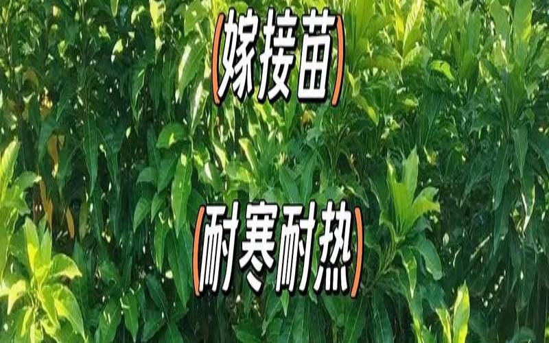 大红袍花椒有哪些品种,大红袍花椒是麻椒还是花椒