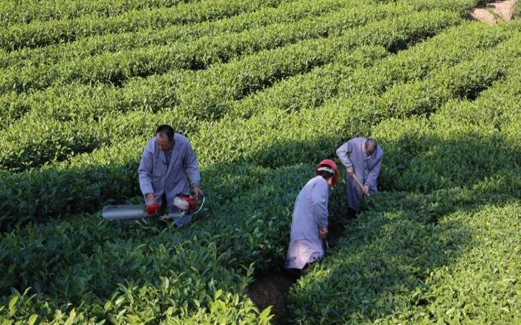 茶园冬季管理技术要点,茶园秋冬管理及施肥 茶园冬季管理技术要点,茶园秋冬管理及施肥