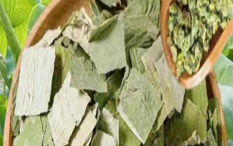 荷叶茶的禁忌与副作用,荷叶茶的作用与功效