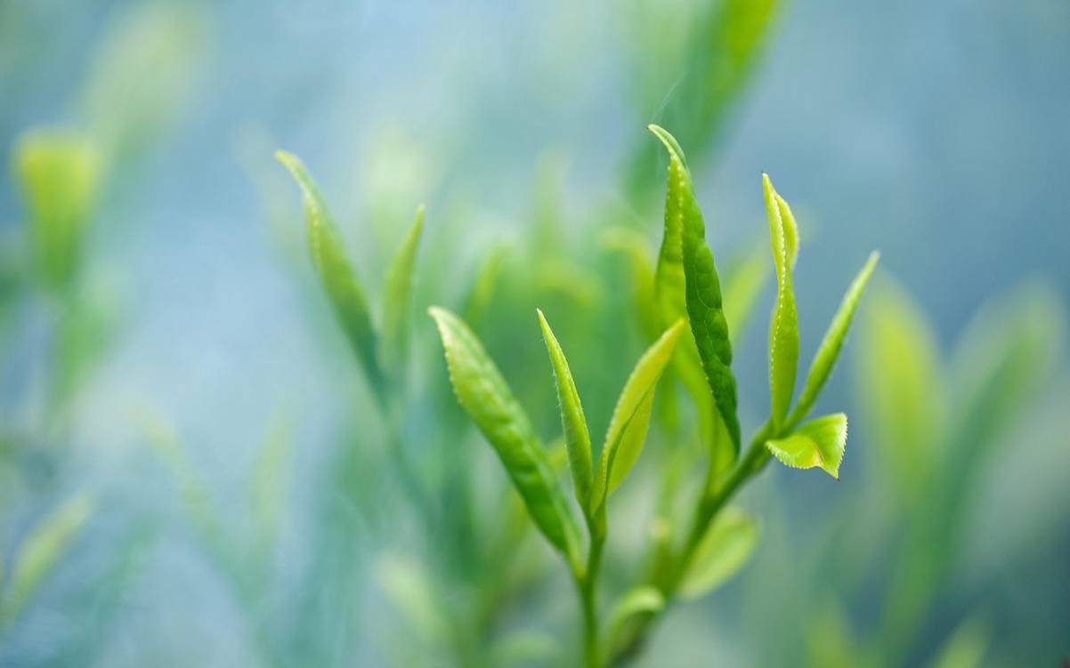 大红袍属于热性还是寒性,毛尖茶是热性还是凉性 大红袍属于热性还是寒性,毛尖茶是热性还是凉性