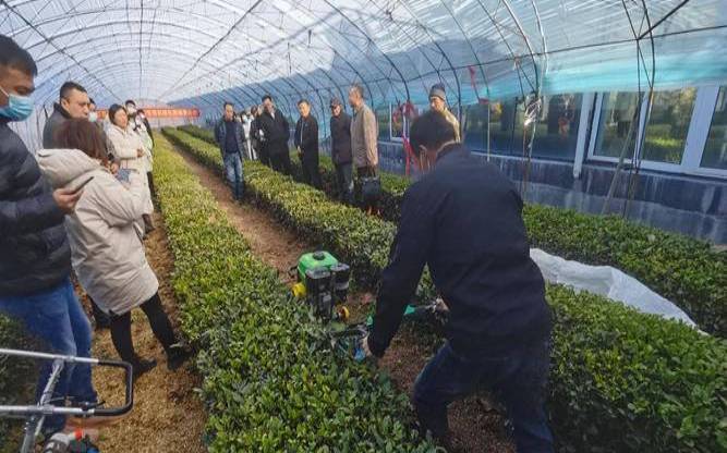 大棚茶叶种植技术视频,春季茶园施肥管理技术 大棚茶叶种植技术视频,春季茶园施肥管理技术