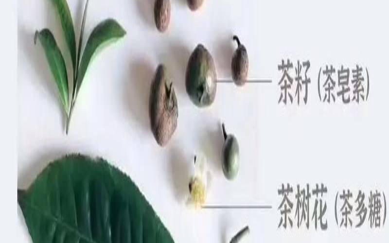 古树茶真的好吗,古树茶喝了有什么功效