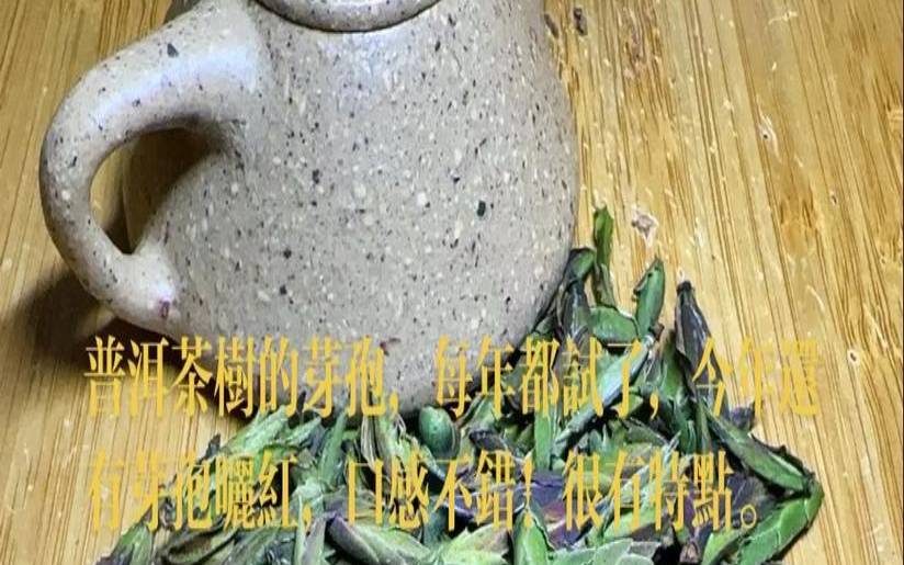 普洱茶芽孢是普洱茶吗,普洱茶芽孢是普洱茶吗
