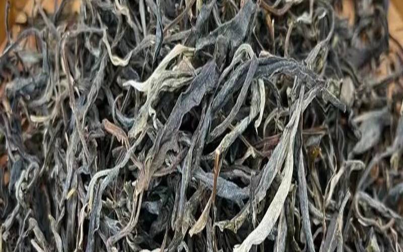 古树茶的特点是什么,易武古树茶特点