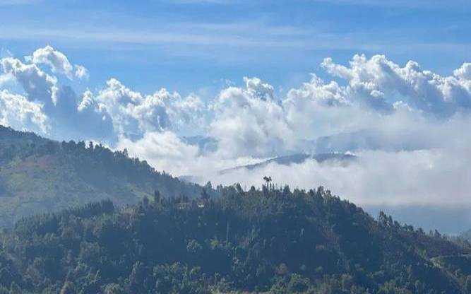 倚邦茶区有哪些山头,茶山图片大全高清
